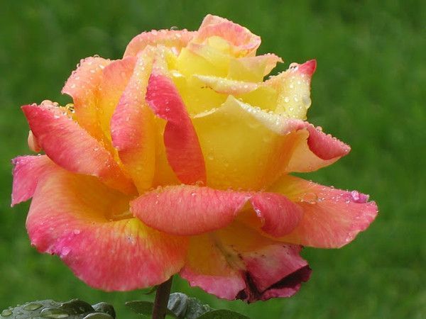 Une belle rose § Bonne après-midi . 