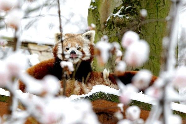 Bonsoir,Zoo de Lille sous la neige/Un panda roux 