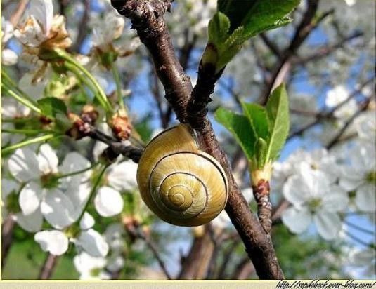 Fleurs,printemps § Un escargot - La nature. 
