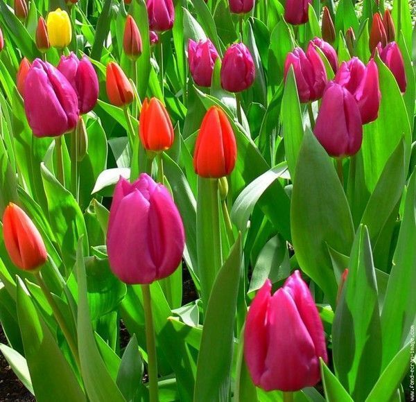  * Le printemps, couleurs, un champ de tulipes * 