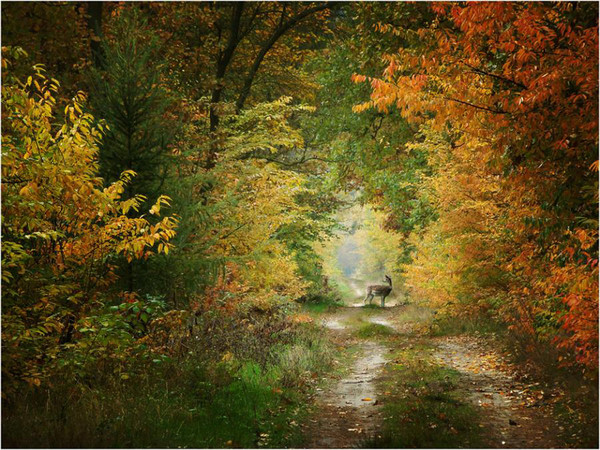 Belle image Nature / ForêtChemin § Fin d'automne. 