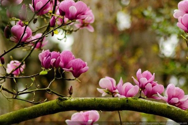 Des magnolias - Fleurs, le printemps . 