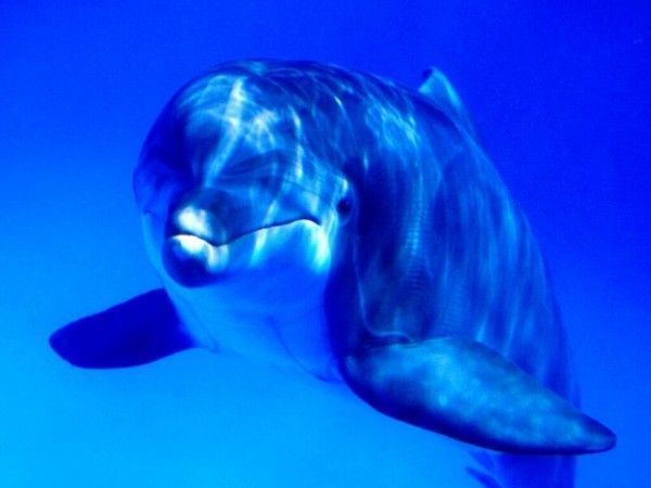 *Océan ou mer - Animaux - Un dauphin-Photos*