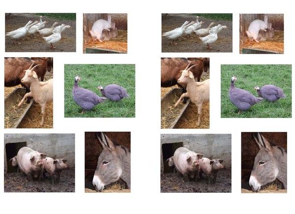 Les animaux/La vie de la ferme / Photos-Images§Bon Aprem!...
