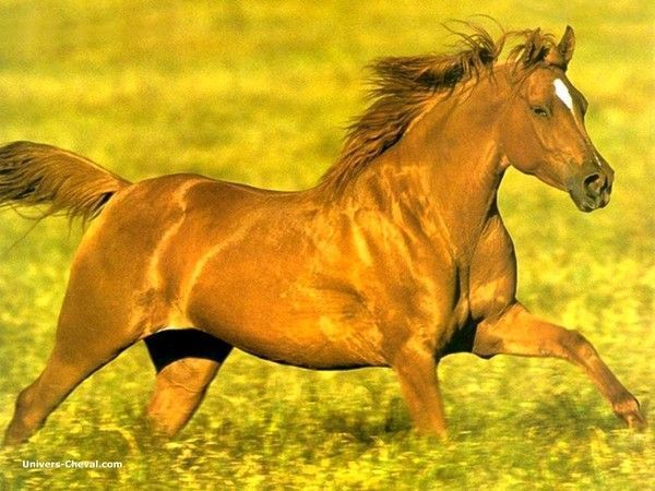 Au galog, un superbe cheval § Nature . 