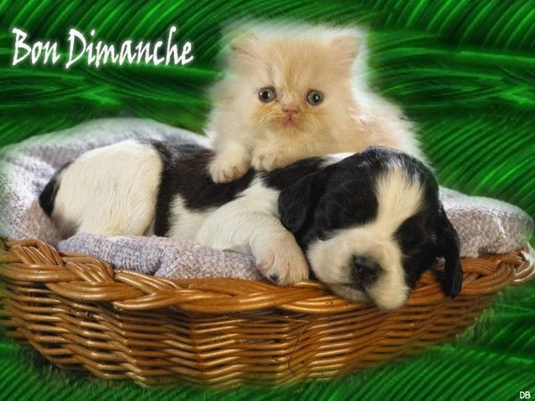 Bon Dimanche / Douceur-Tendresse / Sont mi-mi,chien-chat