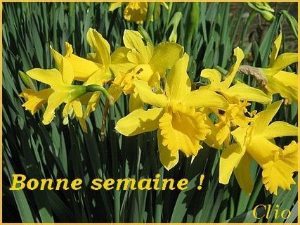 73591Bonne_semaine_Jonquilles.jpg