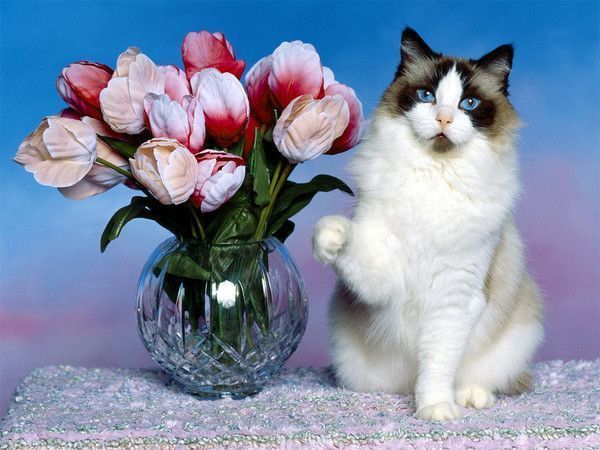 Fleurs/Un beau chat blanc-noir- § Douceur,couleurs &