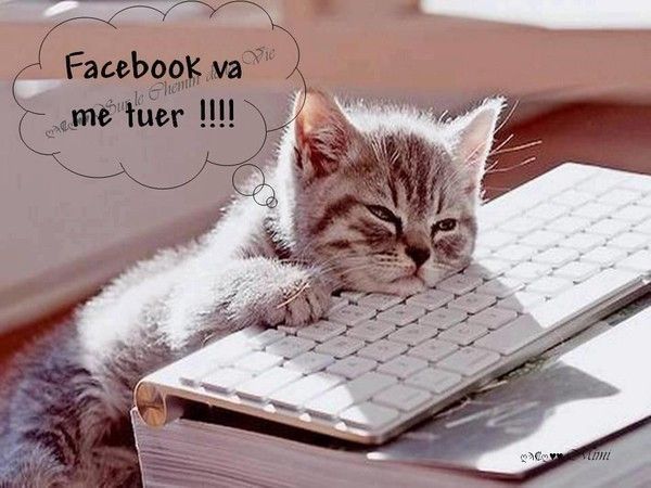 Un chat devant Ordi-facebook !... Image Sourires,humour 