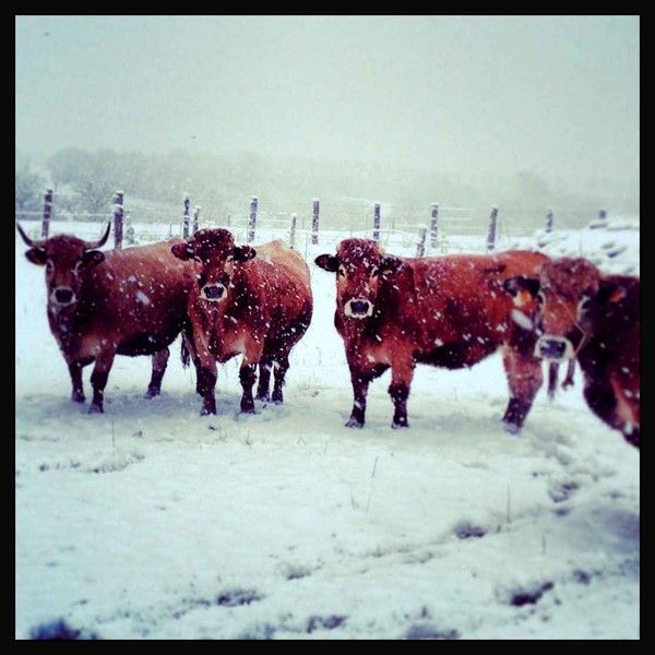 Vaches sous la neige § En ce moment/Janvier 2013.