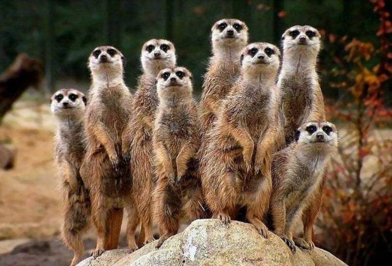 Marmottes--chiens-de-prairie-fond-d-ecran-animaux--animal-wallpaper.jpg