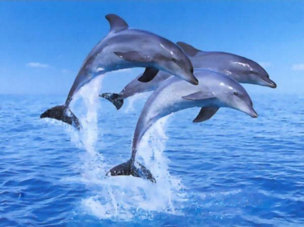 dauphins-1151390931.jpg