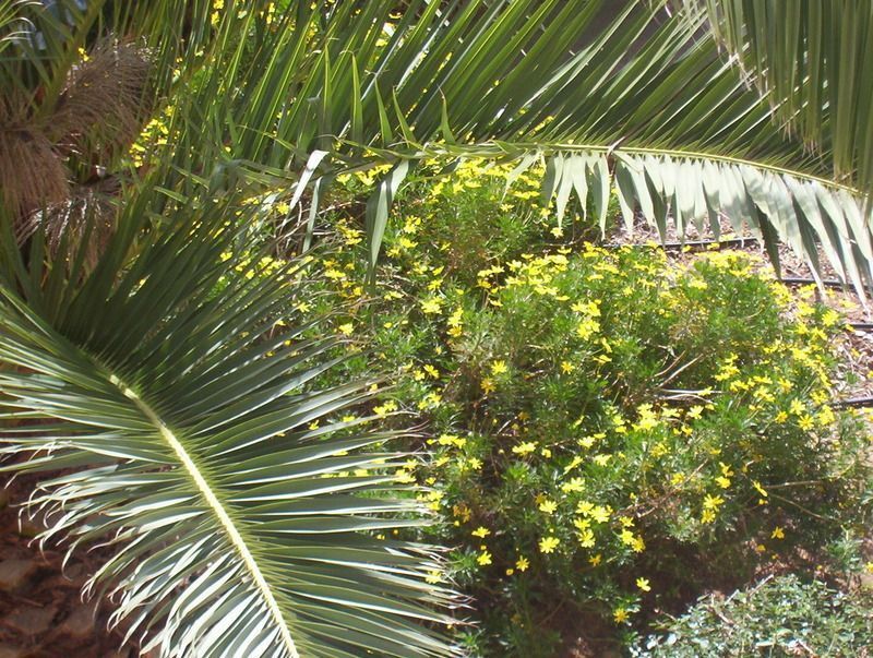 flore-mediterraneenne-palmier-big.jpg