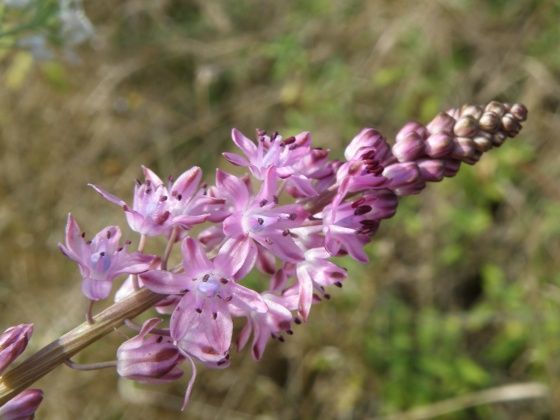 med-jolie-fleur-d-automne-visoflora-39508.jpg